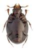 Acritus analis